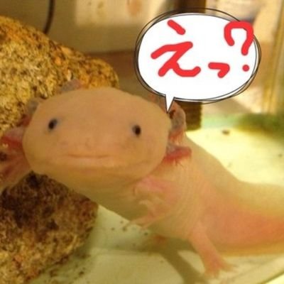 人生のテーマ：愛と自由・親子関係・物事の本質の探究。生活全ては政治そのものと気づいたけれど右とか左の概念は嫌。すったもんだの人生も自分次第で幸せになれると確信🍀畑で野菜つくりながら学用品のネットショップ☺️→からの2023年アラフィフから心機一転、初任者とって介護士になりました！