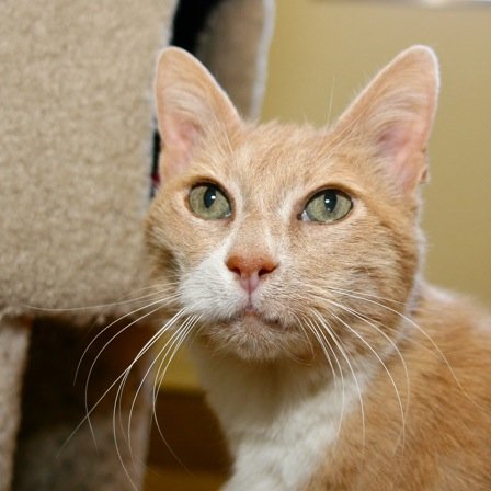 I'm a bit of a shy cat but not too shy. My name's Josiah but my friends call me Jojo. I don't have humans. I live in the junkyard. #Single