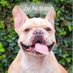 uberpetshops (@uberpetshops1) Twitter profile photo uberpetshops (@uberpetshops1) Twitter profile photo