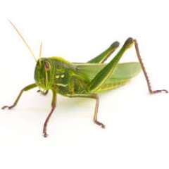 Giles Brook Primary School, Year 1 Grasshoppers Class. Class Teacher is Mrs Sian McCullough.