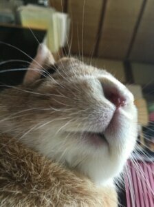 moemoelion's profile picture. ウサギ飼い→モル飼いです🌺