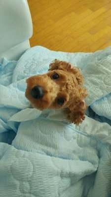 동물사랑!! Follow me★
2015.6.8생 미니어쳐 갈색 푸들 도담이♥
miniature poodles Dodam♥
#강아지 / #고양이 / #음식 / #힐링 / #사회 / #이슈
#animal #movie #dog #cat #food