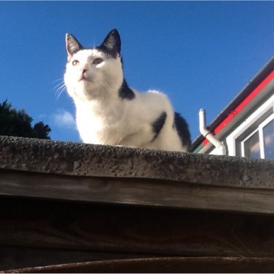 Paddy06005672's profile picture. Libertarian Socialist and Trade Unionist. Hates racists and facists. loves EFC.