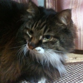 6tumi's profile picture. うさぎドロップにはまり中w