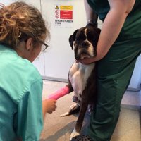 Cobham Vets (@cobhamvets) 's Twitter Profile