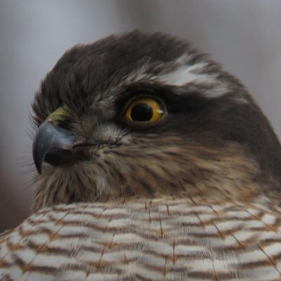 京都近辺を中心に野鳥観察を行うインカレです(会員約40名、活動は不定期)。 興味のある方はお気軽にDMください!!
インスタ→https://t.co/0lYyO0ODfc
質問箱→https://t.co/OgDuQA68Vz