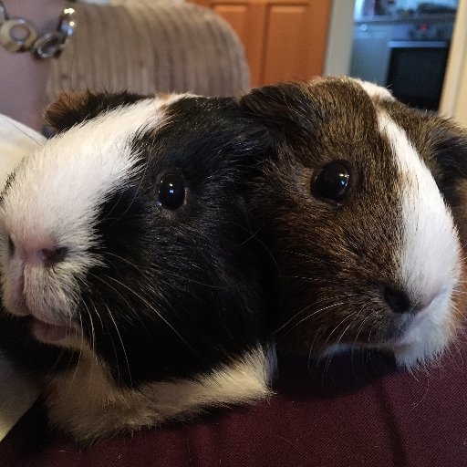 We are fun loving Guinea Pigs working hard on a our first Screenplay Dreaming of Hollywood and we love our veggies