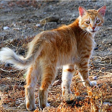 PuerileMindset's profile picture. 《❝Just because I'm a leader doesn't mean I'm old!❞》A goofy and childish tom named Brackenstar.『A golden-furred, amber-eyed tom cat with a puffed tail. 9 lives.』