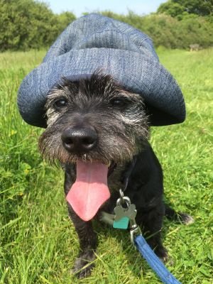 I'm Louie the diabetic patterdale terrier. My mum Paula and dad Chris spoil me rotten. I have daily adventures with Liz my walker. I crossed over 🌈 09/09/19 .