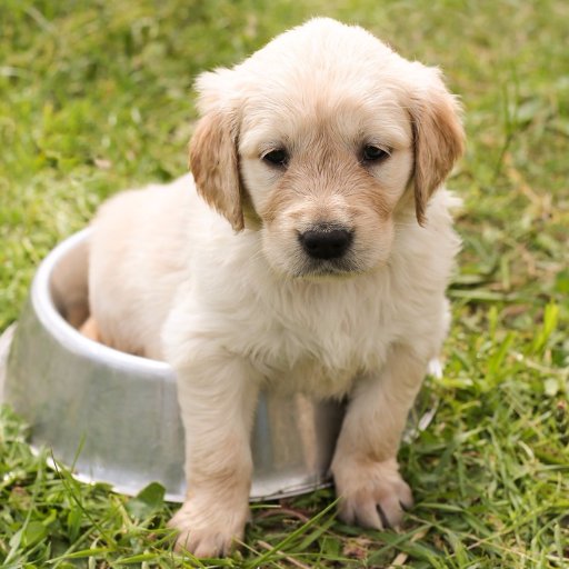 dogordogcom's profile picture. How and When to Potty Train your Dog. Dog training does not have to be stressful for the dog and the dog owner. It can be fun experience.