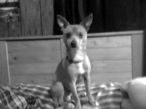 rebel_chihuahua's profile picture. 