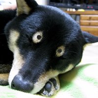 即笑ワンコ動画 (@wanko_sokuwara) Twitter profile photo