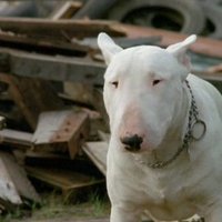 Baxter (@baxterlechien) 's Twitter Profile