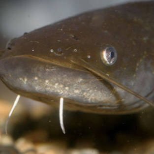 kaerujsjv's profile picture. 生き物が好きです！魚、昆虫、爬虫類、蟲、両生類、いろいろと好きです！ウナギやカワアナゴをかってまふ！