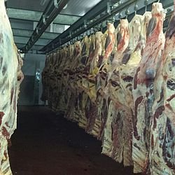 We gained a vast level of  experience in European markets, processing meat to a large variety of specifications.#VL #Diced #Beef #Chuck #Brisket