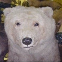 cyaBITCHES's profile picture. My dad can throw a grenade over Marysville