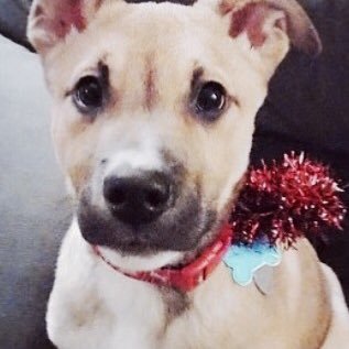 genesiscruz300's profile picture. 