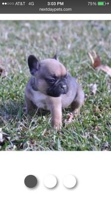 ninothebomb11's profile picture. Gaming