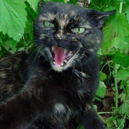 TheWindsBreeze's profile picture. ❝The fuck?!❞  Semi-aggressive ❌  physical issues ❌ but a good leader ❌ has her nice moments ❌ very young ▶tortoiseshell colored she-cat with green eyes◀ 9 lives