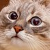 Cat (@drcatus) Twitter profile photo Cat (@drcatus) Twitter profile photo