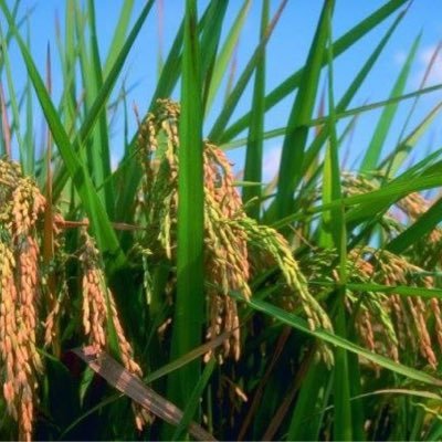 MaryWhiteLandCo's profile picture. Agribusiness Farming Real Estate