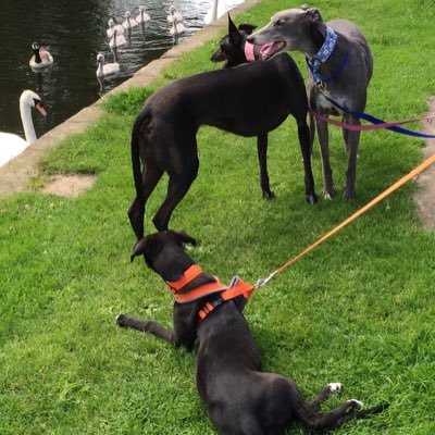 🌈We is Boris the bold, Lottiepoppet🌈 hippy chick Lulubelle,Brian agent 001.5,Bettyboo and Minnie Moo.  We help make treats for houndies and love to eat food!!