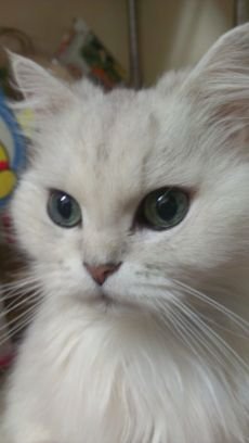 0112love0426's profile picture. 猫の可愛さは無限❗ルチル7歳💕ラン7歳💕レイ6歳💕ラウレ6歳💕アネラ6歳💕王子2歳💕(fip寛解)に癒される毎日🥰
愛娘💕ラブ💕は永遠のアイドル😆
賑やかな我が家をよろしくお願いします😌
#猫好き