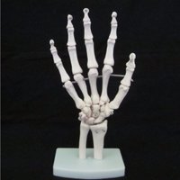 Milecal Anatomcal (@milcal_anatmcl) 's Twitter Profile