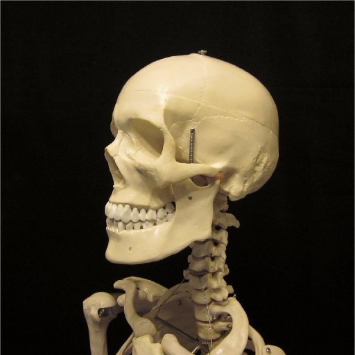 We are a Arkansas based supplier of Anatomical Models. Our range of Human Skeleton Models, Life Size Human Skull Models, Human Spine Models, and More.