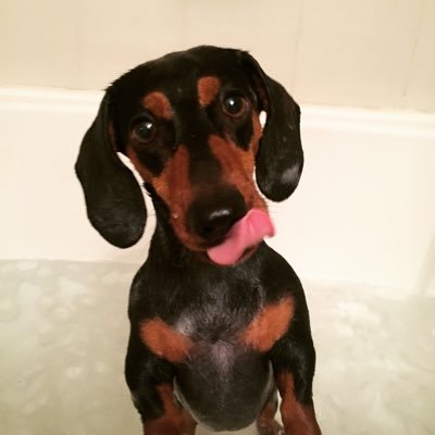 jackiejeune's profile picture. I'm a festival; I'm a parade.