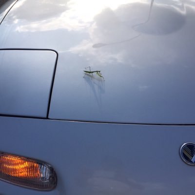 sakura_eunos's profile picture. 写真、車、スイーツとか好きです( ´ ▽ ` )ﾉ Instagramやってます。