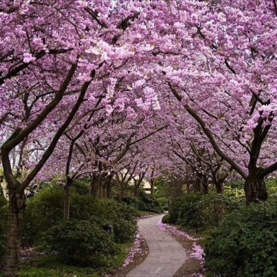 HanaSubaie's profile picture. الحياه روعه بوجود من نحب ... فهل يعلم من نحبهم انهم روعة الحياه