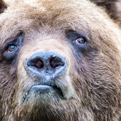 Image result for sad bear