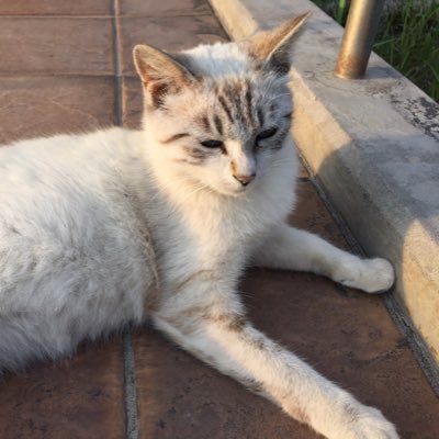 tmnetwork10's profile picture. 