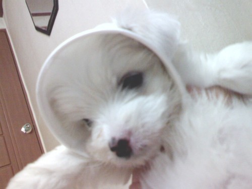 aerilim's profile picture. Let's start