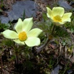 The Global Mountain Biodiversity Assessment supports collaborative work on the conservation, management, and sustainable use of mountain biodiversity