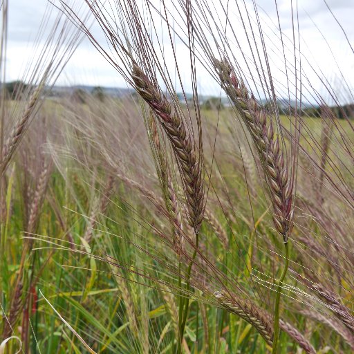 Promoting the research and use of barley in the UK from husk till awn...