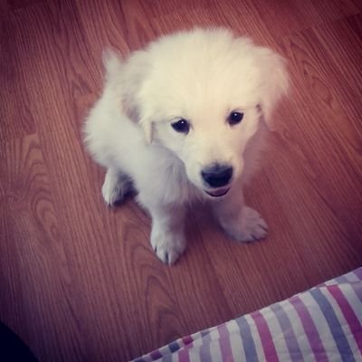 Homepitomec's profile picture. Домашние животные, Кошки, собаки, породы кошек и собак, дрессировка собак @homepitomec в инстаграмм