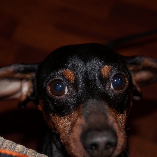 dogwellnesslady's profile picture. 