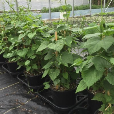 karenvoogt's profile picture. Co-own greenhouse in Abbotsford, specializing in annuals, hanging baskets, and propagation of Hops, targeting and supporting local garden centers.