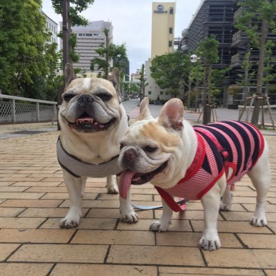 gokuu_san's profile picture.