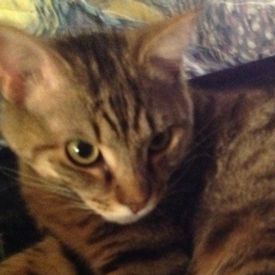 SFitzie89's profile picture. she/her