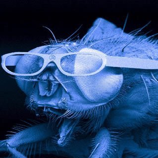 mr_fly_2016's profile picture. The name is Fly, Mr. Fly