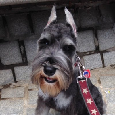 miniature schnauzer, born February 2016