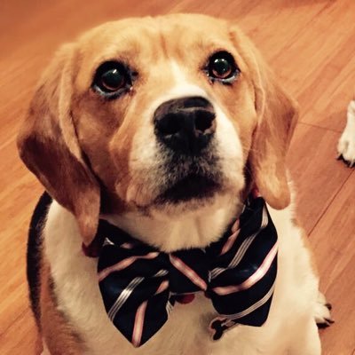 charlycafu's profile picture. Beagle Depredador. Presas cuídense de 8 a 8:30 de la mañana que es cuando cazo galletas. El resto del día, podemos ser amigos.