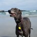 Abbey the Greyhound (@greyhoundabbey) Twitter profile photo Abbey the Greyhound (@greyhoundabbey) Twitter profile photo