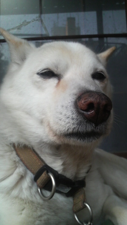 rokotaro's profile picture. コテンラジオ footballista ワールドトリガー ハロプロをもっと世の中に広めたい