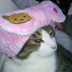 yukinathu_xoxo's profile picture. 親ばか猫ばか過ぎてサムネののぐち、ヘッダーのゆきちとなつめに虹の橋に逃げられ、黒のみことと茶トラのむぎぞうとアメショのすくねの3匹の遊び相手で猫狂い（）🐾