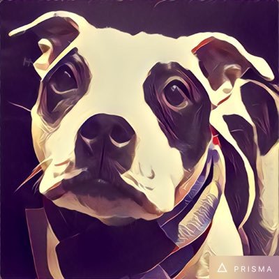 Chris Priestley Profile