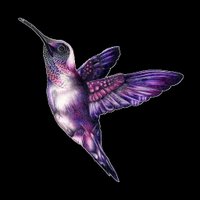 The Hummingbird(@hummingbirdSY1) 's Twitter Profile Photo